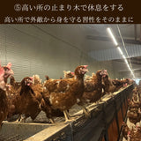 富士山麓放し飼い卵 『福が、きた』業務用たまご10kg ※送料無料