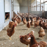 マルフクお試しセット「福が、きた」