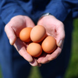 富士さくら卵&高原もみじ卵 (各10個入)